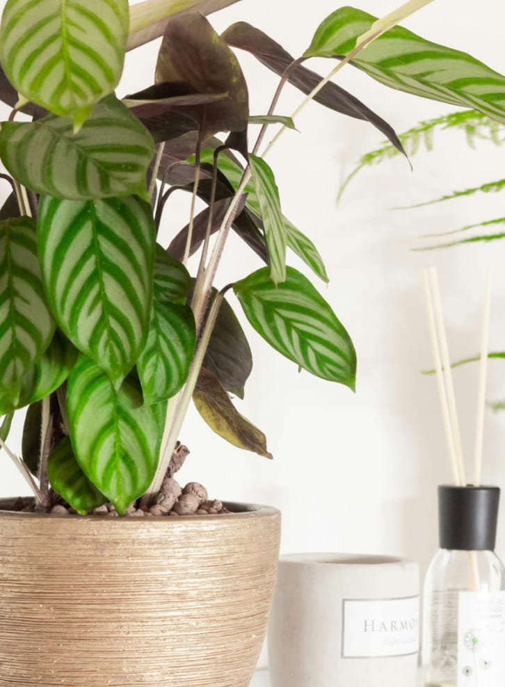 綺麗な観葉植物